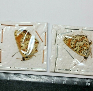 EBAY, Melitaea ornata abbas 2M Iran