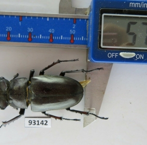 EBAY, Lucanus ngheanus phuongi 57mm , VIETNAM