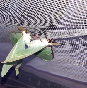 FOR SALE, Actias luna eggs