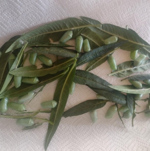 FOR SALE, Monarch Pupae
