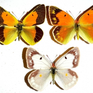 FOR SALE, COLIAS FROM AFGHANISTAN