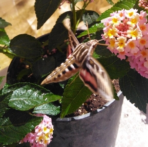 FOR SALE, White Lined Sphinx - HYLES LINEATA EGGS