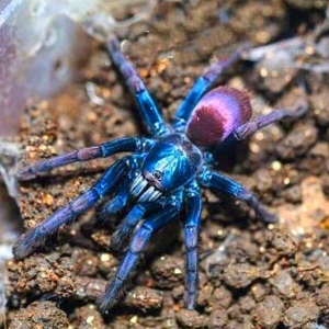 FOR SALE, Polychromatic Earth Tiger Tarantula for sale