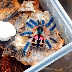 FOR SALE, Brazilian Jewel Tarantula for sale
