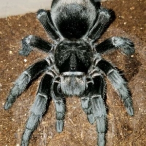 FOR SALE, Brazilian Black Tarantula for Sale