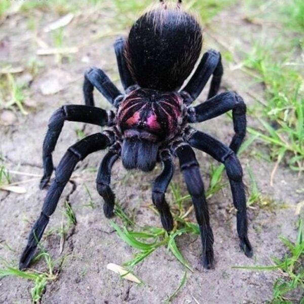FOR SALE, Xenesthis Sp Bright Tarantula for sale
