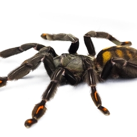 FOR SALE, Venezuelan Suntiger Tarantula for Sale