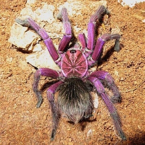 FOR SALE, Purple Bloom Tarantula for sale