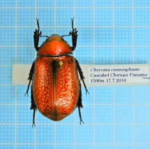 WANT TO BUY, Chrysina cunighami