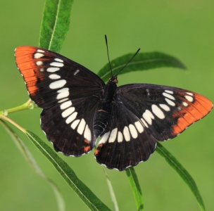 FOR SALE, Limenitis lorquini pupae