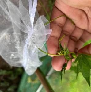 FOR SALE, Zebra Longwing Eggs and caterpillars 