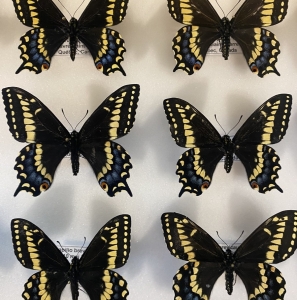 FOR SALE, Papilio brevicauda - Short-tailed swallowtail