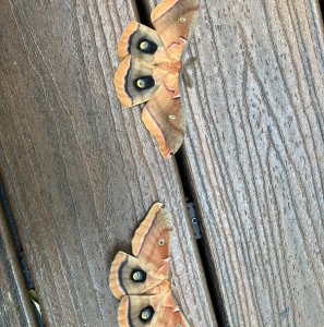 FOR SALE, Overwintering COCOONS WILD Antheraea polyphemus 