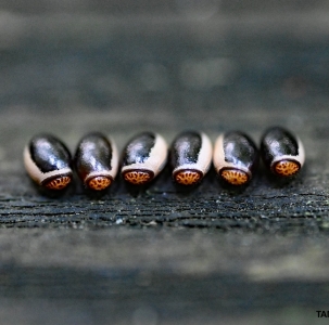 FOR SALE, Walkingstick (Diapheromera femorata) eggs