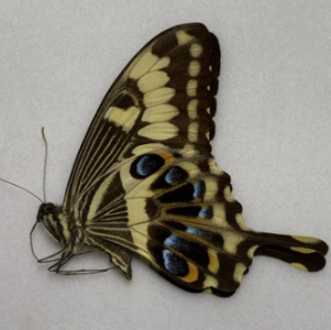 FOR SALE, Butterflies for sale from Uganda/Tanzania