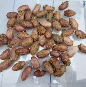 FOR SALE, Actias Dubernardi cocoons