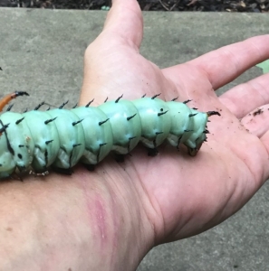 WANT TO BUY, Citheronia Regalis eggs/caterpillars/pupae