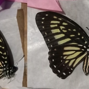 FOR SALE, Graphium deucalion from Peleng Island