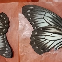 FOR SALE, Graphium encelades from Peleng