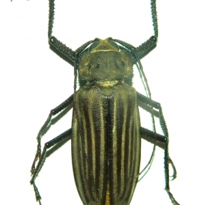 FOR SALE, Cerambycidae from West Papua