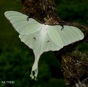 FOR SALE, A.truncatipennis, Cith.mexicana, Cop.haxairei