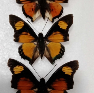 FOR SALE, Charaxes fournierae and acraeoides