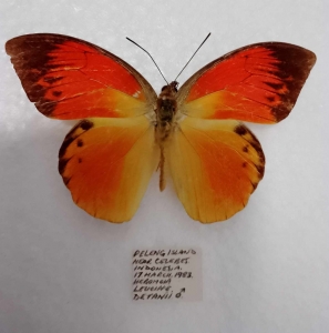 FOR SALE, Hebomoia leucippe detani from Peleng