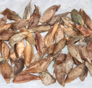 FOR SALE, Hyalophora cecropia cocoons