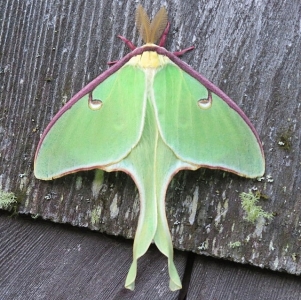 WANT TO BUY, Luna Moth / Actias Luna - Cocoons 