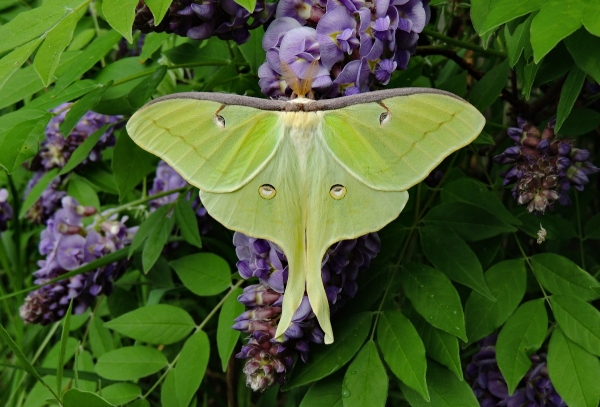 FOR SALE, Actias luna eggs
