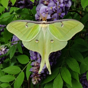 FOR SALE, Actias luna eggs