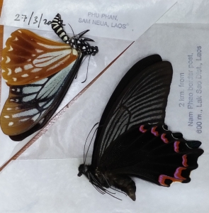 FOR SALE, Asian Papilionidae
