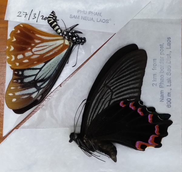 FOR SALE, Asian Papilionidae