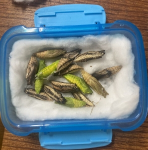 FOR SALE, Papilio brevicauda - Short-tailed swallowtail