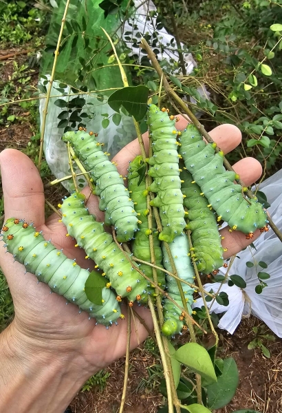 FOR SALE, Cecropia Cocoons