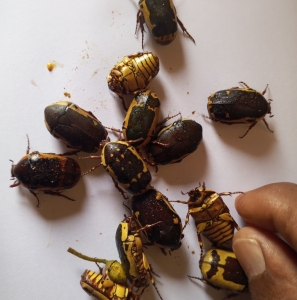 FOR SALE, THE RAREST COLEOPTERA  