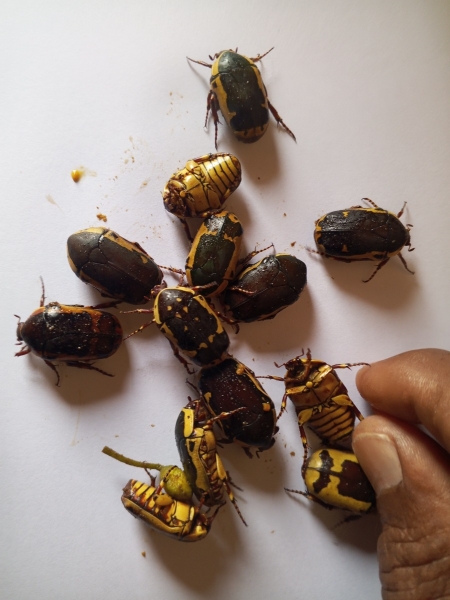 FOR SALE, THE RAREST COLEOPTERA