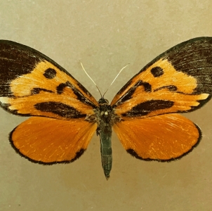 FOR SALE, Castniidae  DUBOISVALIA  ECUADORIA f.pletoneura 