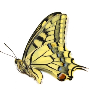 EBAY, Butterflies and beetles from Ukraine