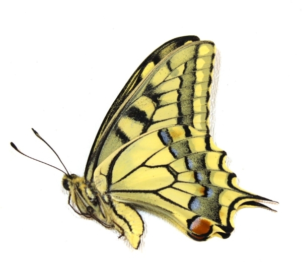 EBAY, Butterflies and beetles from Ukraine