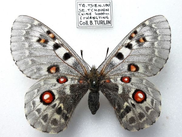 FOR SALE, PARNASSIUS TIBETANUS TIBETANUS FEMALE