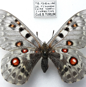 FOR SALE, PARNASSIUS TIBETANUS TIBETANUS FEMALE