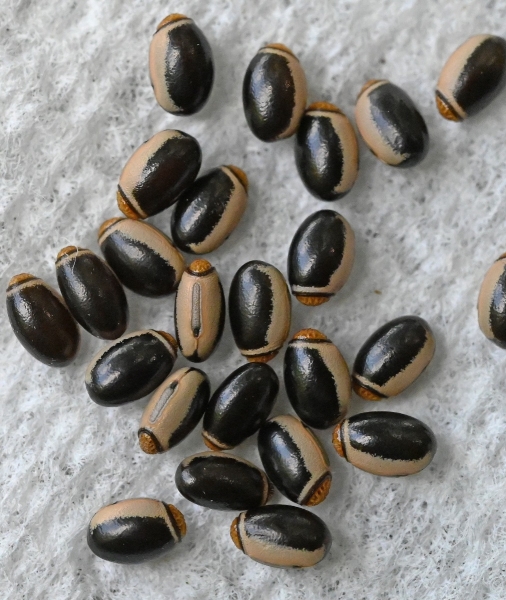 FOR SALE, Northern Walkingstick (Diapheromera femorata) eggs