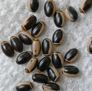 FOR SALE, Northern Walkingstick (Diapheromera femorata) eggs