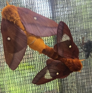 FOR SALE, Pink striped oakmoth eggs