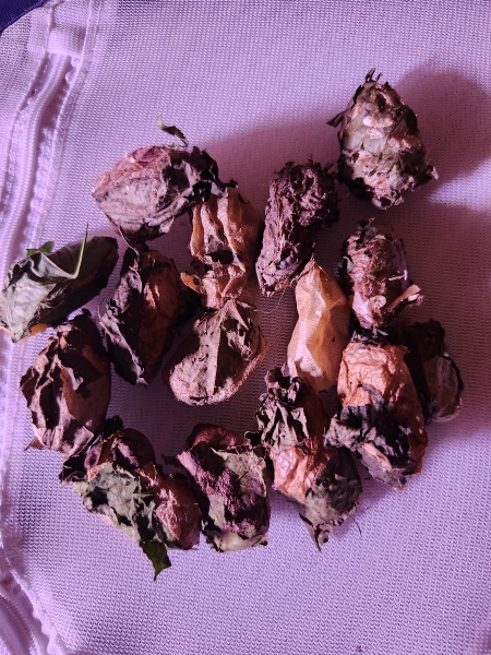 FOR SALE, Luna cocoons