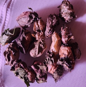 FOR SALE, Luna cocoons 