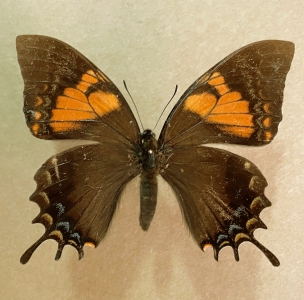 FOR SALE, PAPILIO CACICA UPANENSIS FEMALE