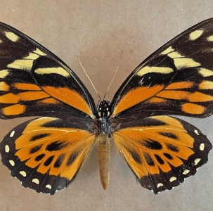 FOR SALE, Papilio zagreus shuar TOP RAR female
