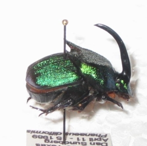 WANT TO BUY, Looking for live Phanaeus difformis from Texas 